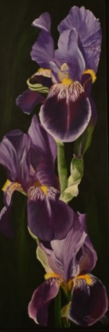 Iris