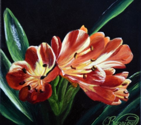 Clivia Miniata